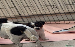Jack Russell dogs for sale: Tricolour short legs Jack Russell  - Image 34