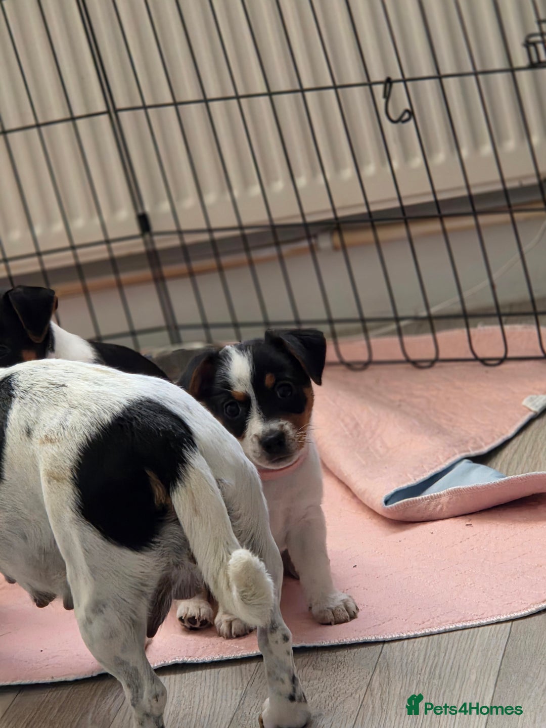 Jack Russell dogs for sale: Tricolour short legs Jack Russell  - Image 34