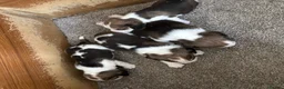 Beagle dogs for sale: Beagle Tricolour Bitch Puppies  - Advert 5
