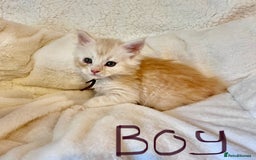 Maine Coon cats for sale: Maine coon kitten  - Image 26