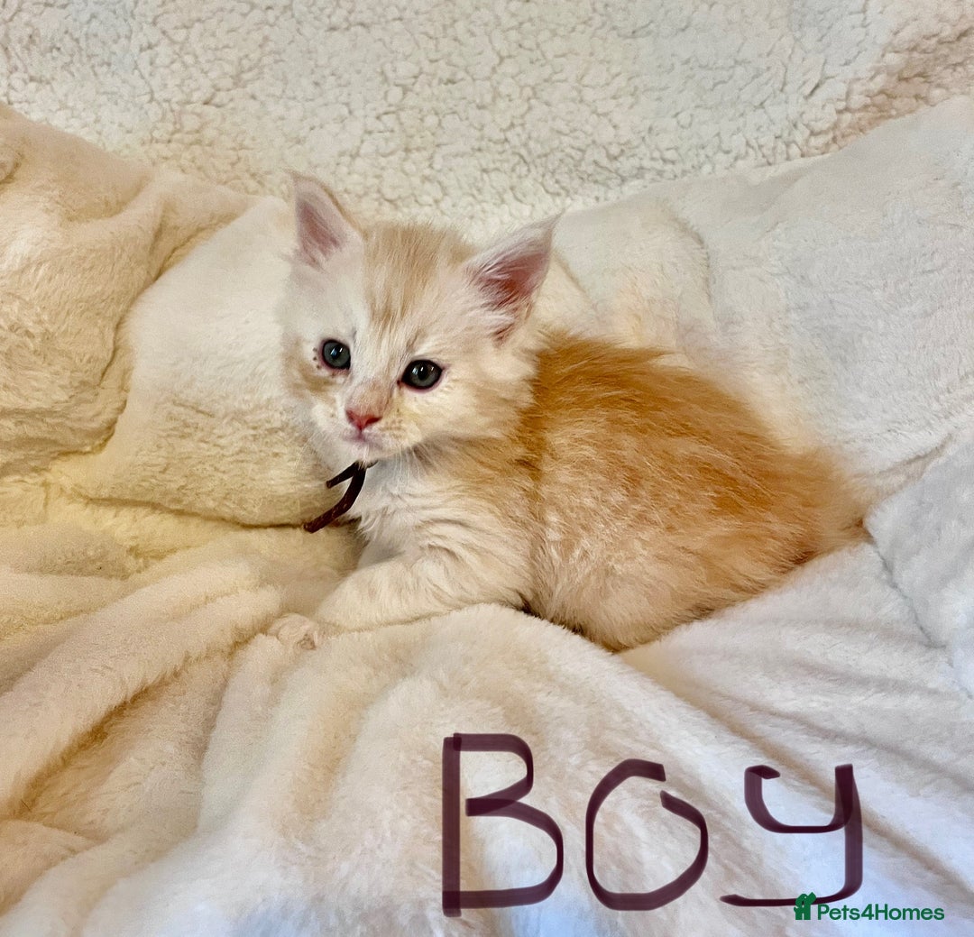 Maine Coon cats for sale: Maine coon kitten  - Image 26