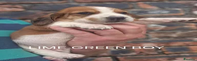Basset Hound Lime Green Boy 