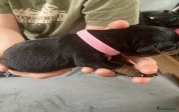 Rottweiler dogs for sale: Rottweiler  - Advert 14