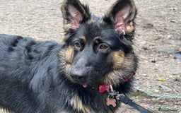 German Shepherd dogs for sale: German Shepherd Dog for sale - Female - Image 3