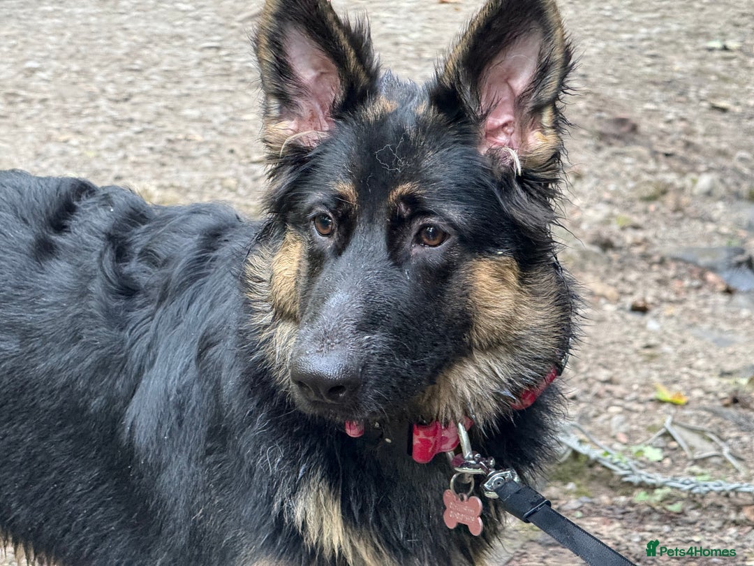 German Shepherd dogs for sale: German Shepherd Dog for sale - Female - Image 3