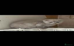 Scottish Fold cats for sale: Scottish fold kittens - Image 1