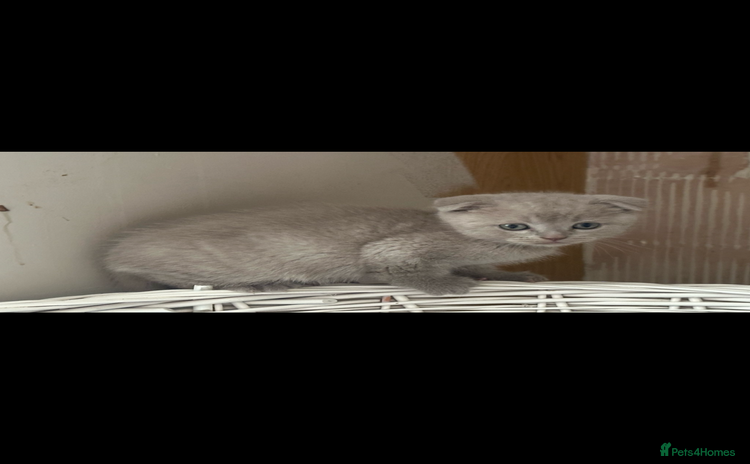 Scottish Fold cats - Advert 11