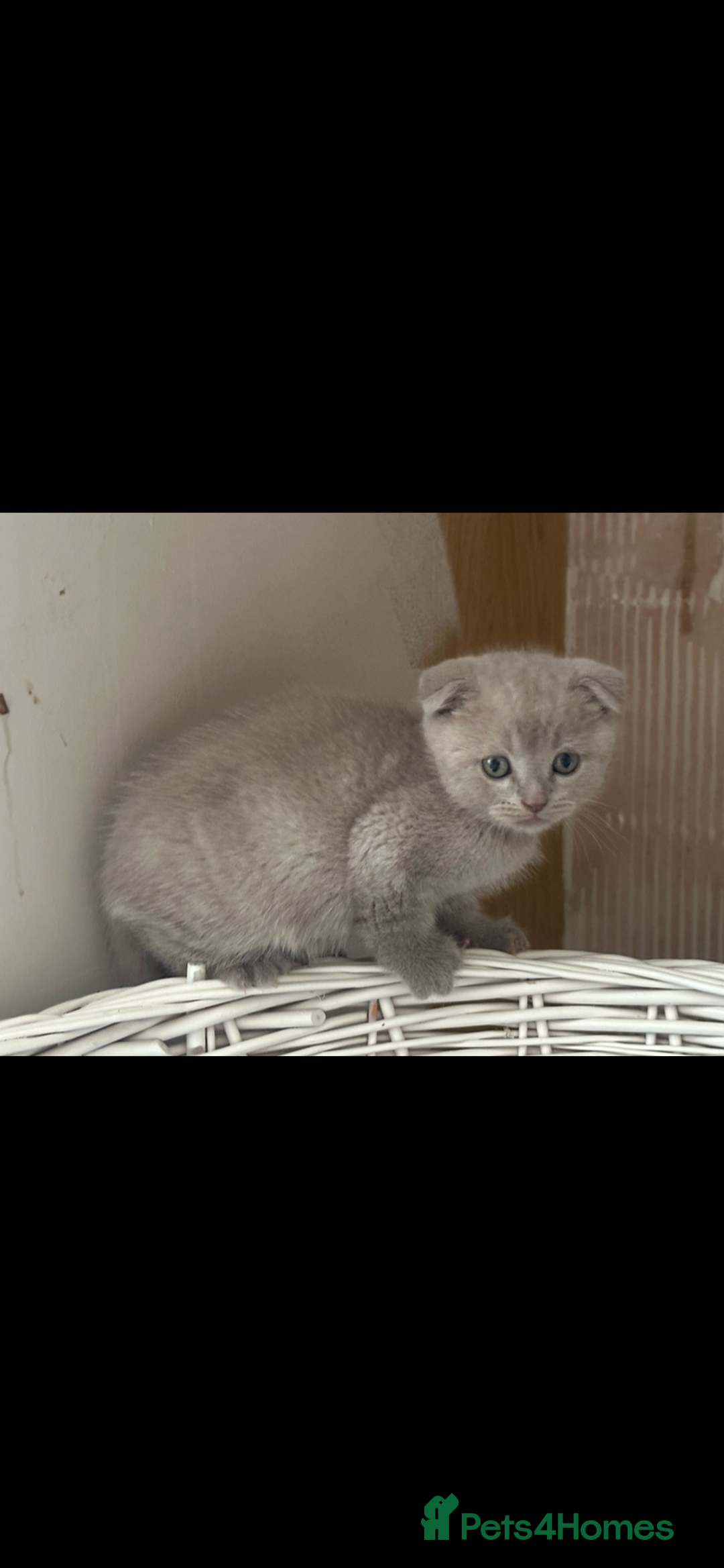Scottish Fold cats for sale: Scottish fold kittens - Image 1