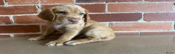 Cockerdor dogs for sale: Cockerdor puppies - Advert 13
