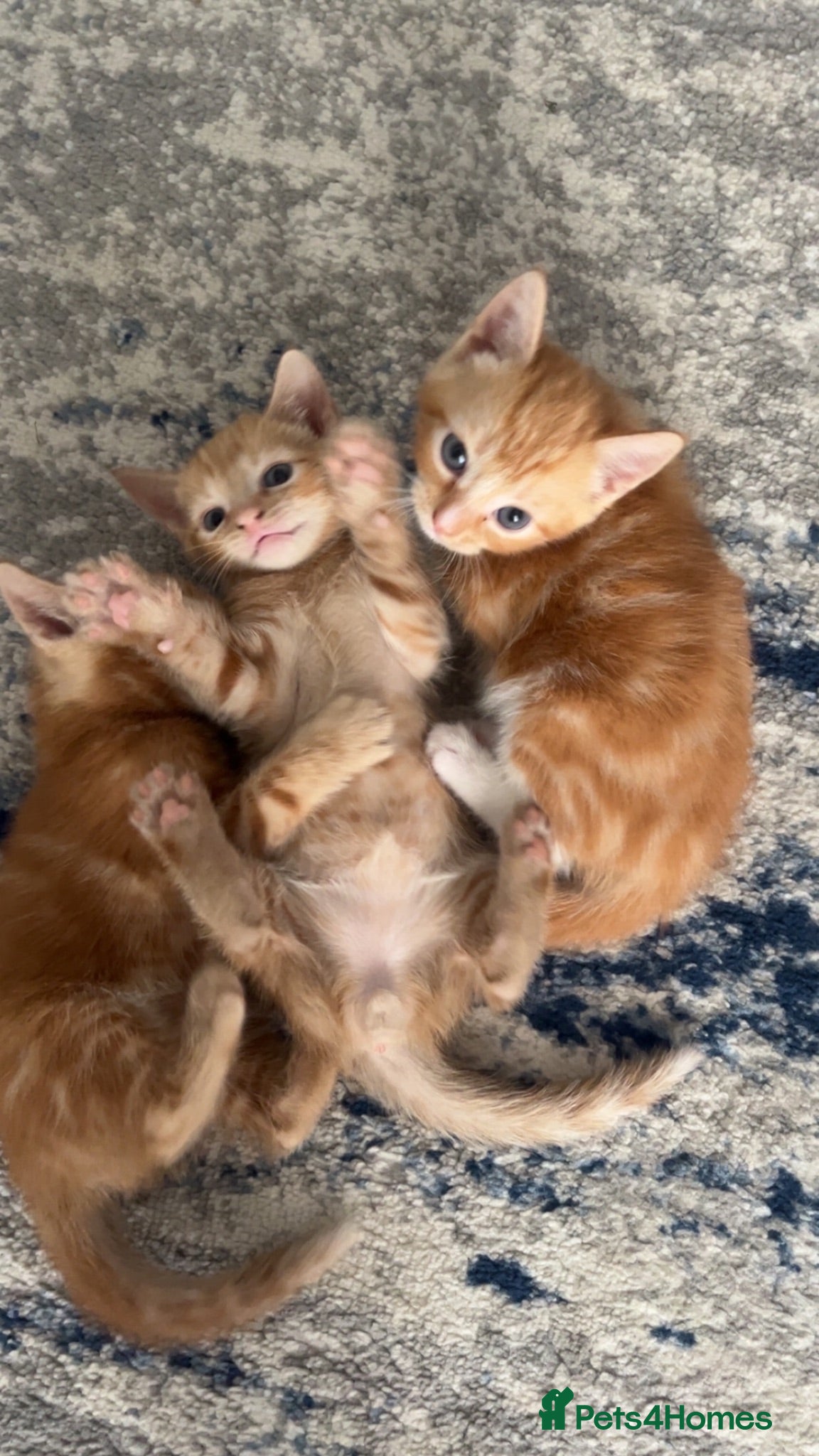Mixed Breed cats Kittens for sale  - Advert 5