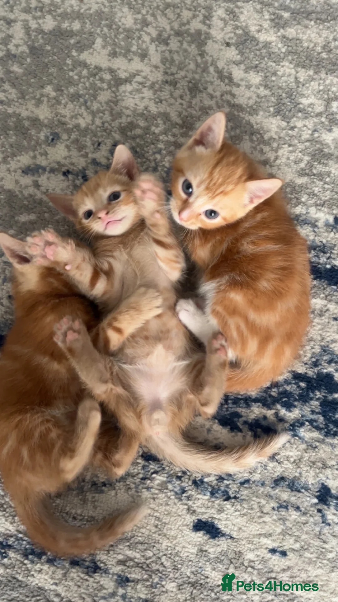 Mixed Breed cats for sale: Kittens for sale  in Halifax - Advert 1