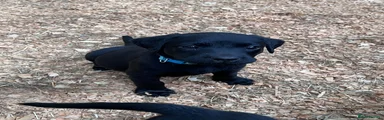 Labrador Retriever 5