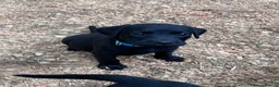 Labrador Retriever dogs for sale: KC Registered Black & Yellow Labrador Puppies - Advert 14