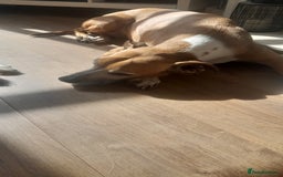 Golden Retriever dogs for sale: Boxer/lurcher rehome - Image 2