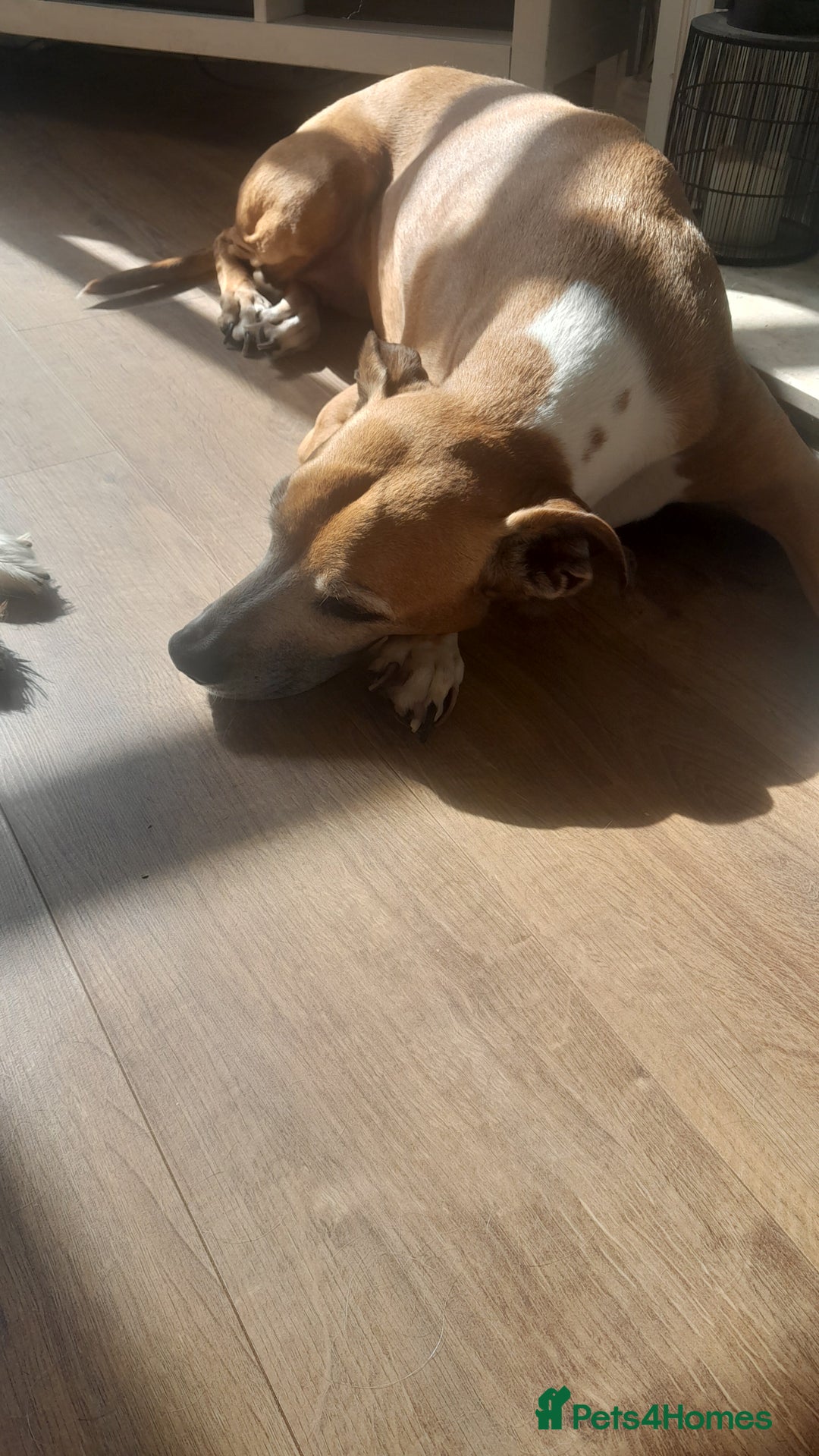 Golden Retriever dogs for sale: Boxer/lurcher rehome - Image 2