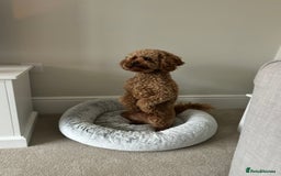 Cavapoo dogs for sale: A special boy in need of a special home  - Image 4