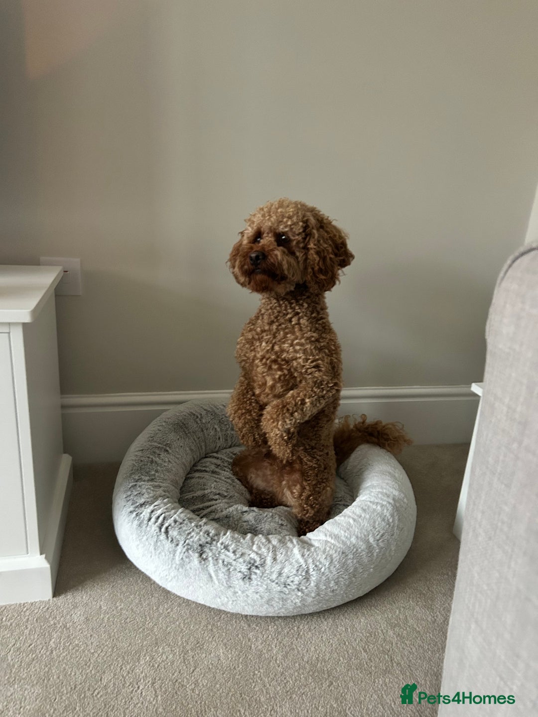 Cavapoo dogs for sale: A special boy in need of a special home  - Image 4