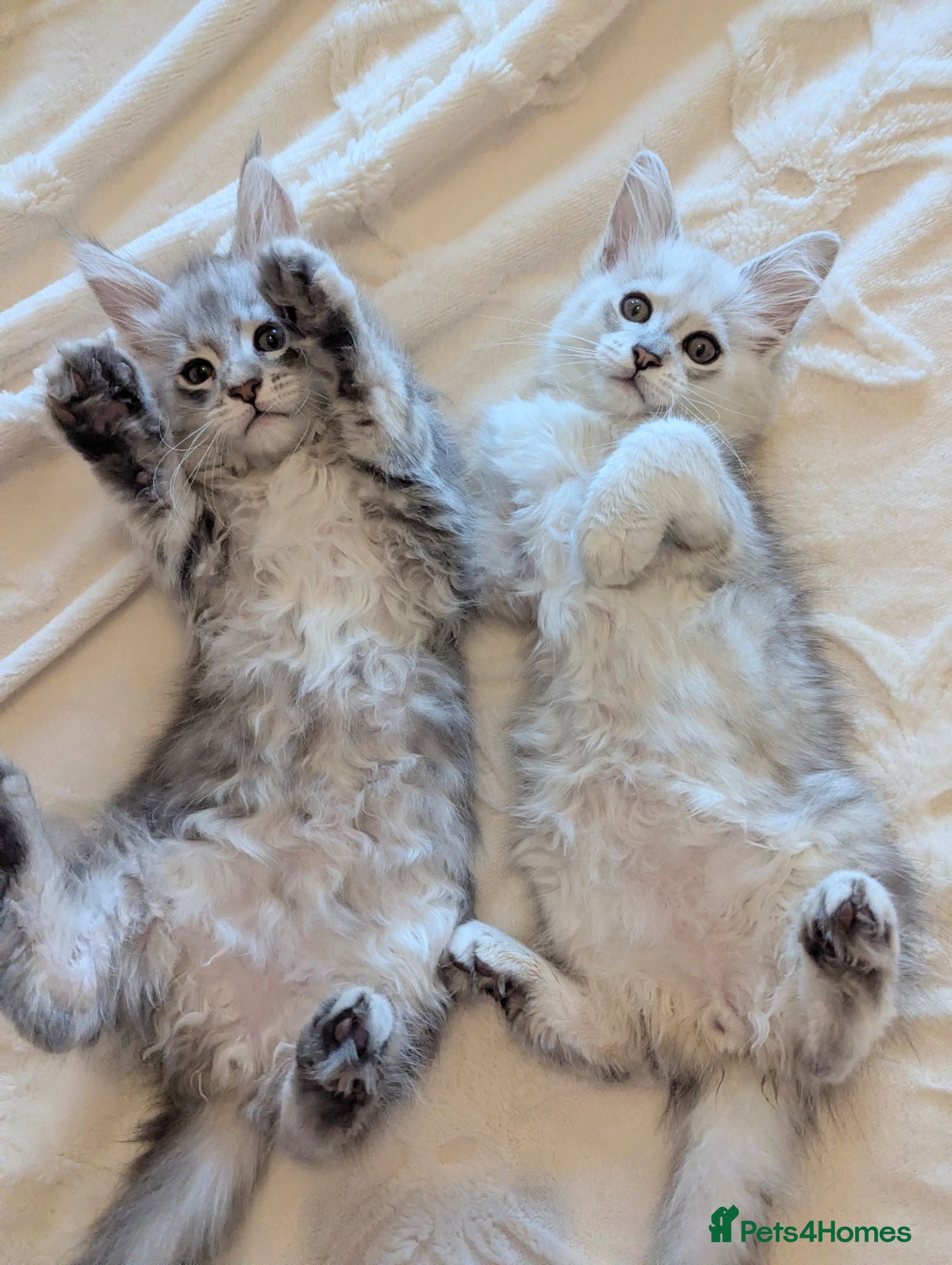 Maine Coon cats Male Maine Coon Kittens  - Advert 5