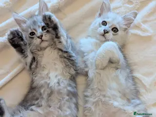 Maine Coon cats Male Maine Coon Kittens - Advert 1