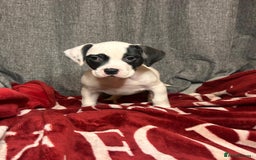 American Bulldog dogs for sale: American Bulldog - Image 23
