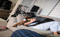 Rottweiler dogs for sale: 1 year 6 month rottweiler needs urgent rehoming - Image 16