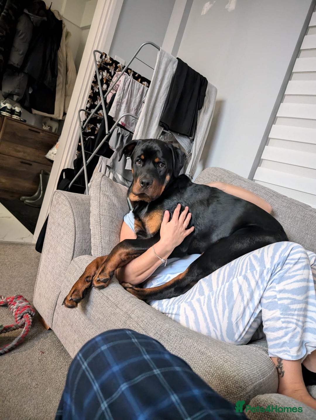 Rottweiler dogs for sale: 1 year 6 month rottweiler needs urgent rehoming - Image 16