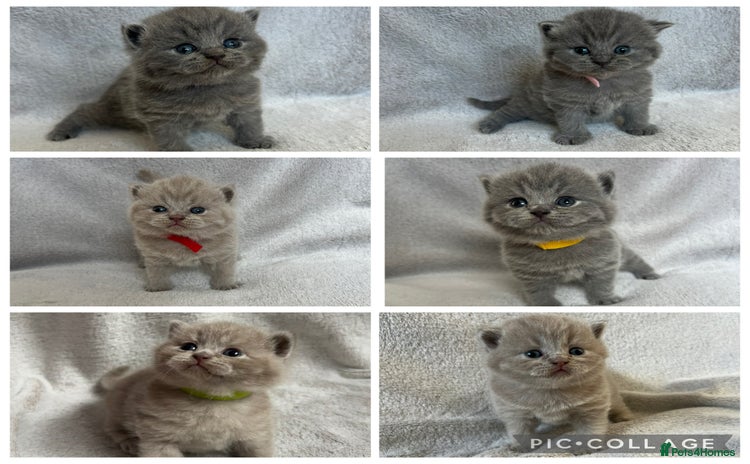 British Shorthair cats - Advert 1