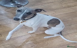 Whippet dogs for sale: Beautiful KC Reg Whippet Puppies - Advert 32