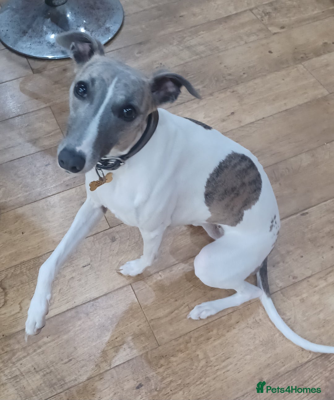 Whippet dogs for sale: Beautiful KC Reg Whippet Puppies - Advert 32