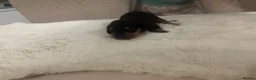 Dachshund dogs for sale: 7 beautiful puppy’s looking for a forever home.  - Advert 6
