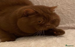 British Shorthair cats for stud: CINNAMON QUADRUPLE GRAND CHAMPION STUD  in Stoke-on-Trent - Image 2