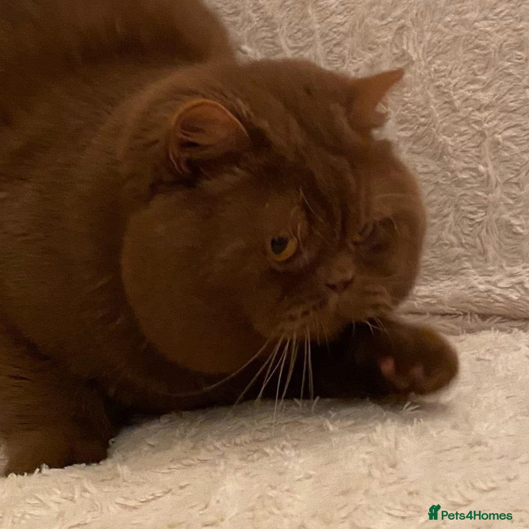British Shorthair cats for stud: CINNAMON QUADRUPLE GRAND CHAMPION STUD  in Stoke-on-Trent - Image 2