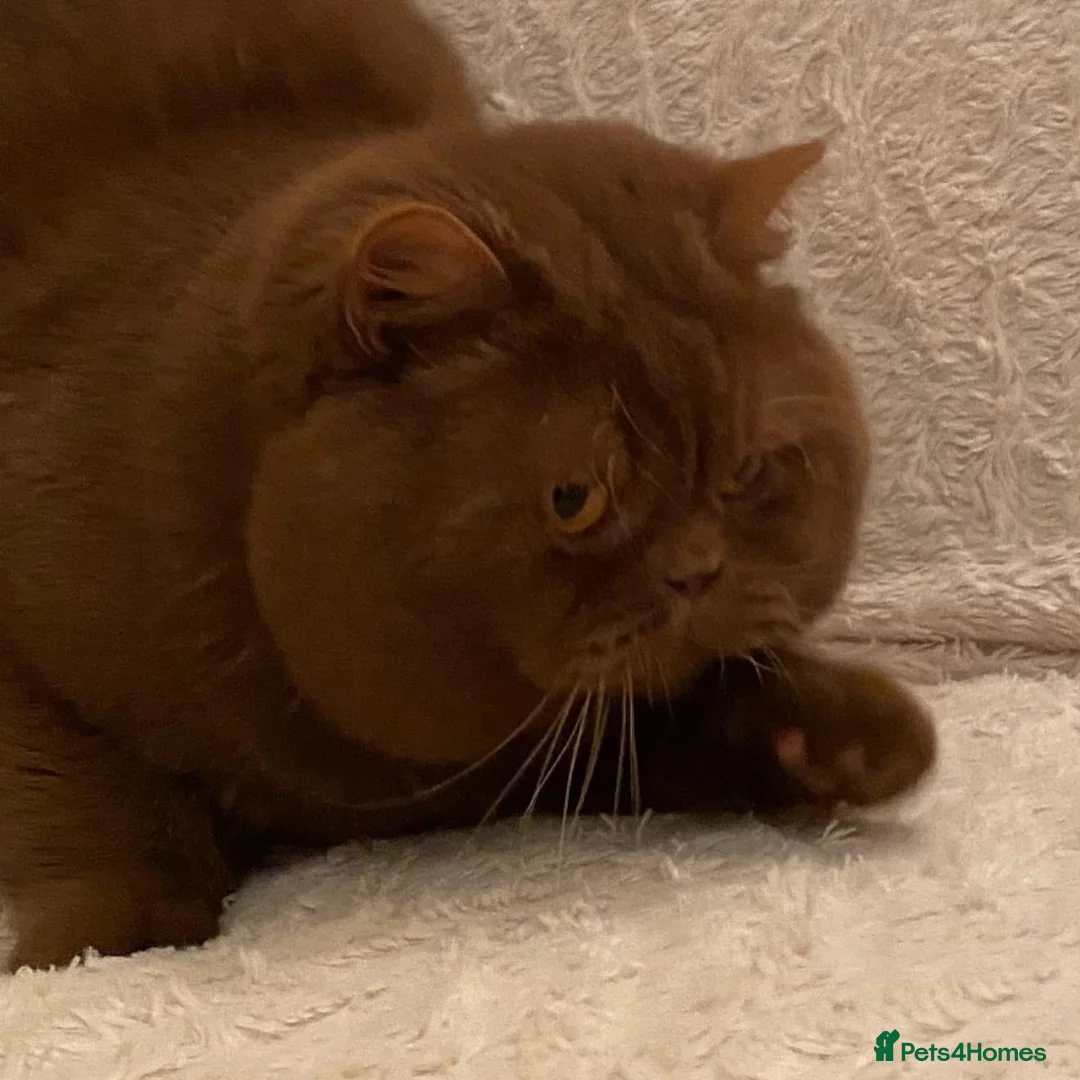 British Shorthair cats for stud: CINNAMON QUADRUPLE GRAND CHAMPION STUD  in Stoke-on-Trent - Advert 2
