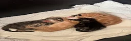 Mixed Breed cats for sale: beautiful kittens  in Doncaster - Advert 8