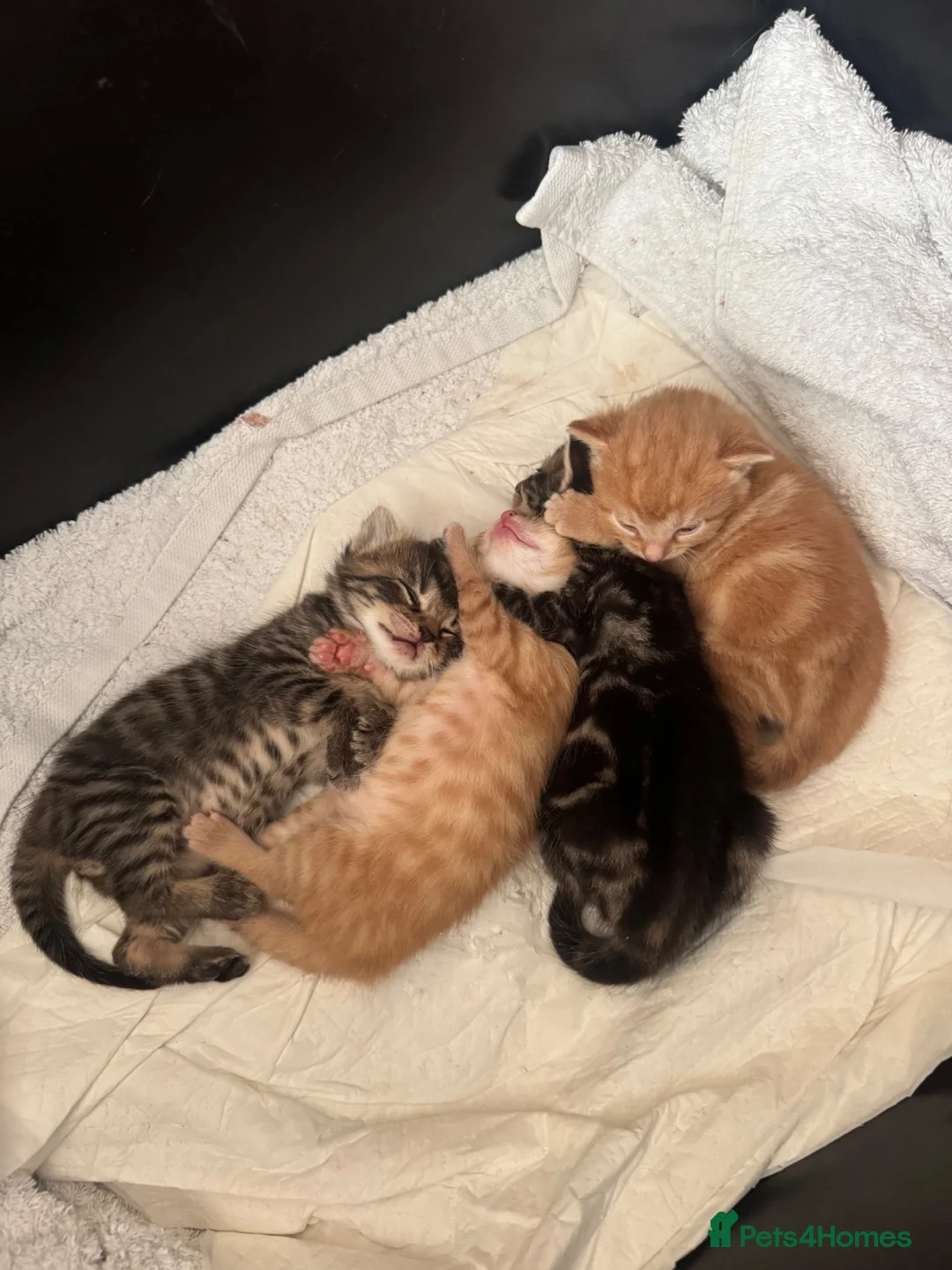 Mixed Breed cats for sale: beautiful kittens  in Doncaster - Advert 8
