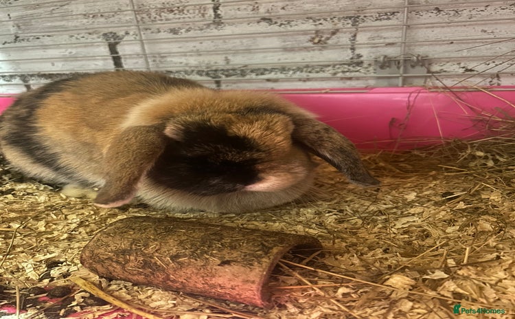 Mini Lop rabbits for sale in Newark - Advert 1
