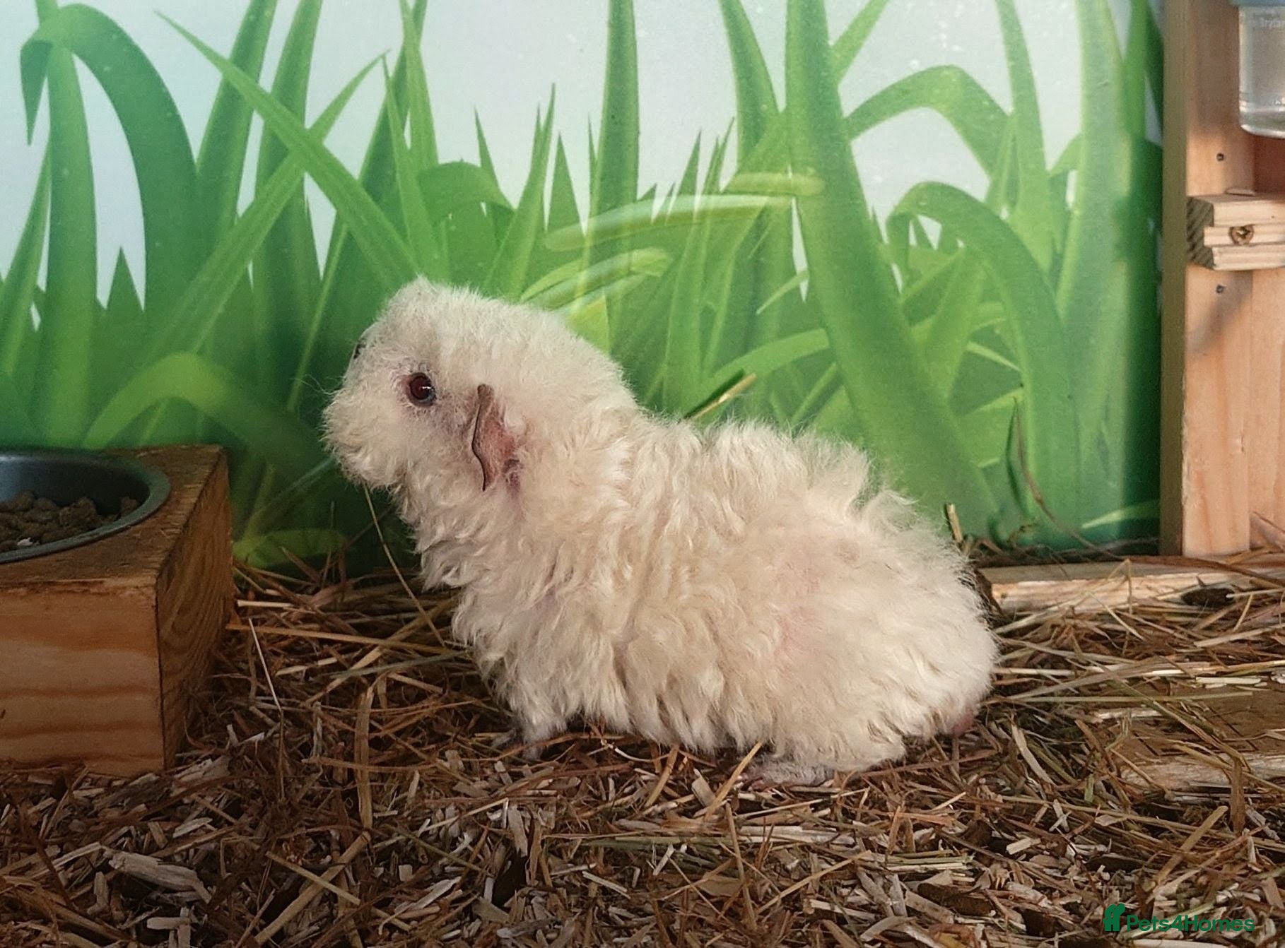 Guinea Pig rodents Peruvian, Sheltie & Alpaca Guinea Pig baby boars - Advert 18
