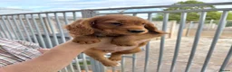 Cocker Spaniel dogs for sale: Cocker spaniel puppies ready now - Advert 12