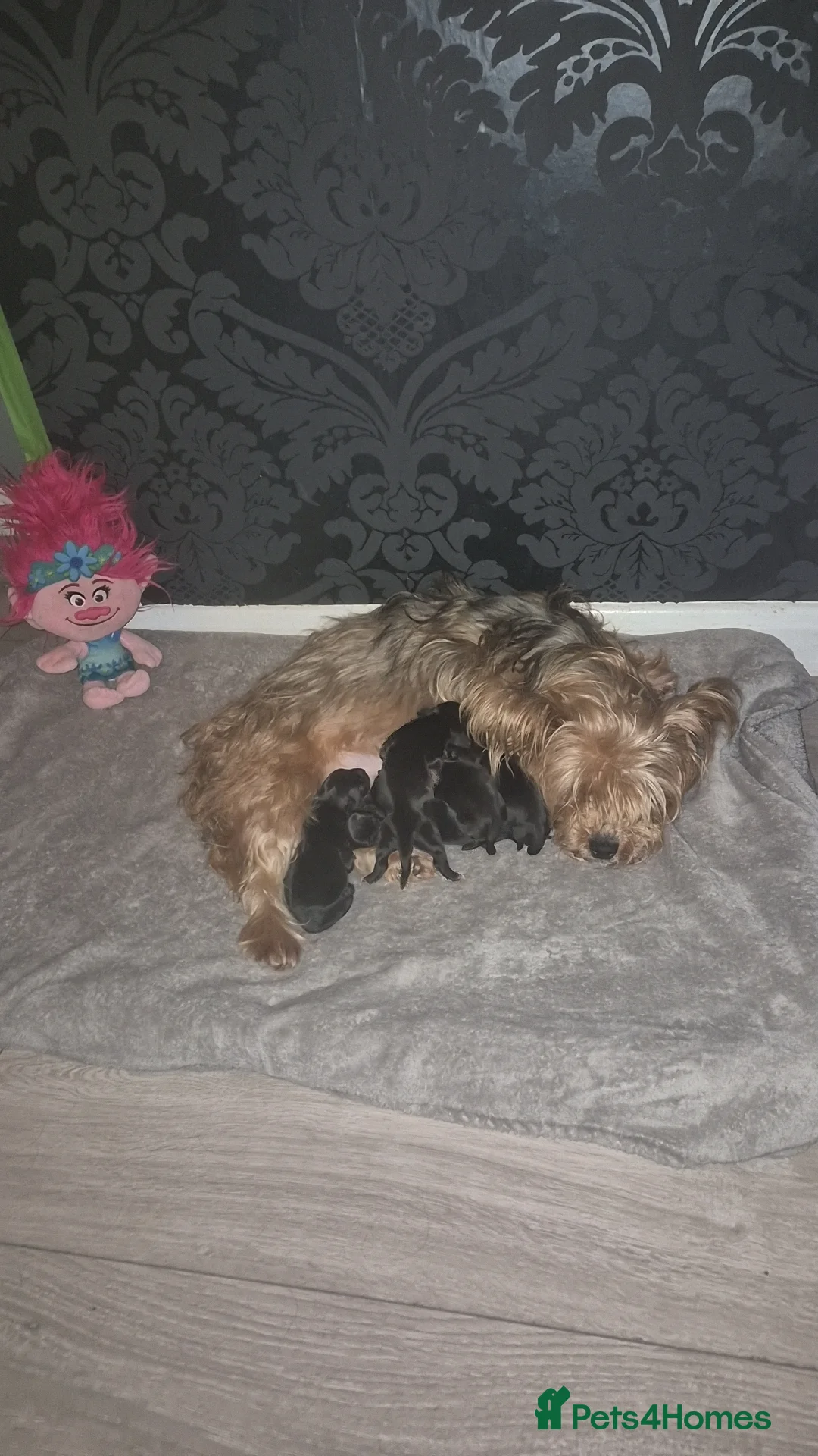 Mixed Breed dogs for sale: Yorkie spaniel  in Middlesbrough - Advert 2