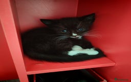 Mixed Breed cats for sale: Kittens for sale 🐱 - Image 9