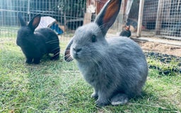 Mixed Breed rabbits for sale: Baby rabbits - Image 2