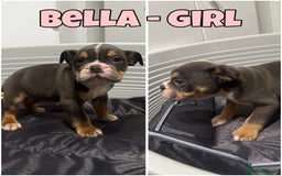 Olde English Bulldogge dogs for sale: Olde English bulldog pups 🐶  - Image 1