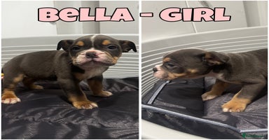 Olde English Bulldogge dogs - Advert 4