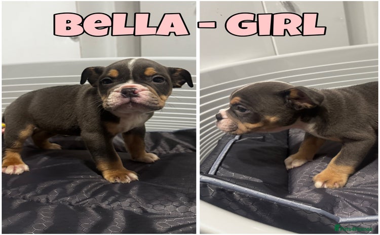 Olde English Bulldogge dogs - Advert 2