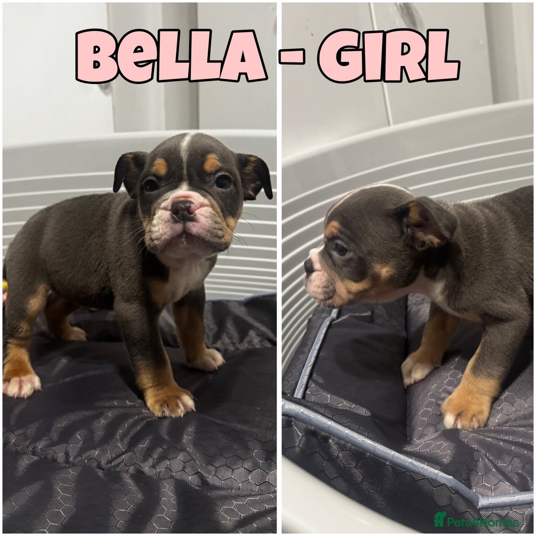 Olde English Bulldogge dogs for sale: Olde English bulldog pups 🐶  - Image 1