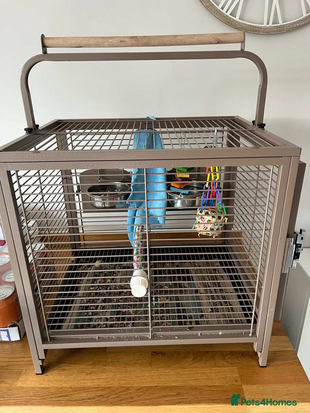 Conures birds for sale: Conure parrot in Stanford-le-Hope - Advert 3