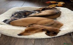 Miniature Dachshund dogs for sale:  REDUCED ready to go Kc reg red LH min dachshunds  - Image 36