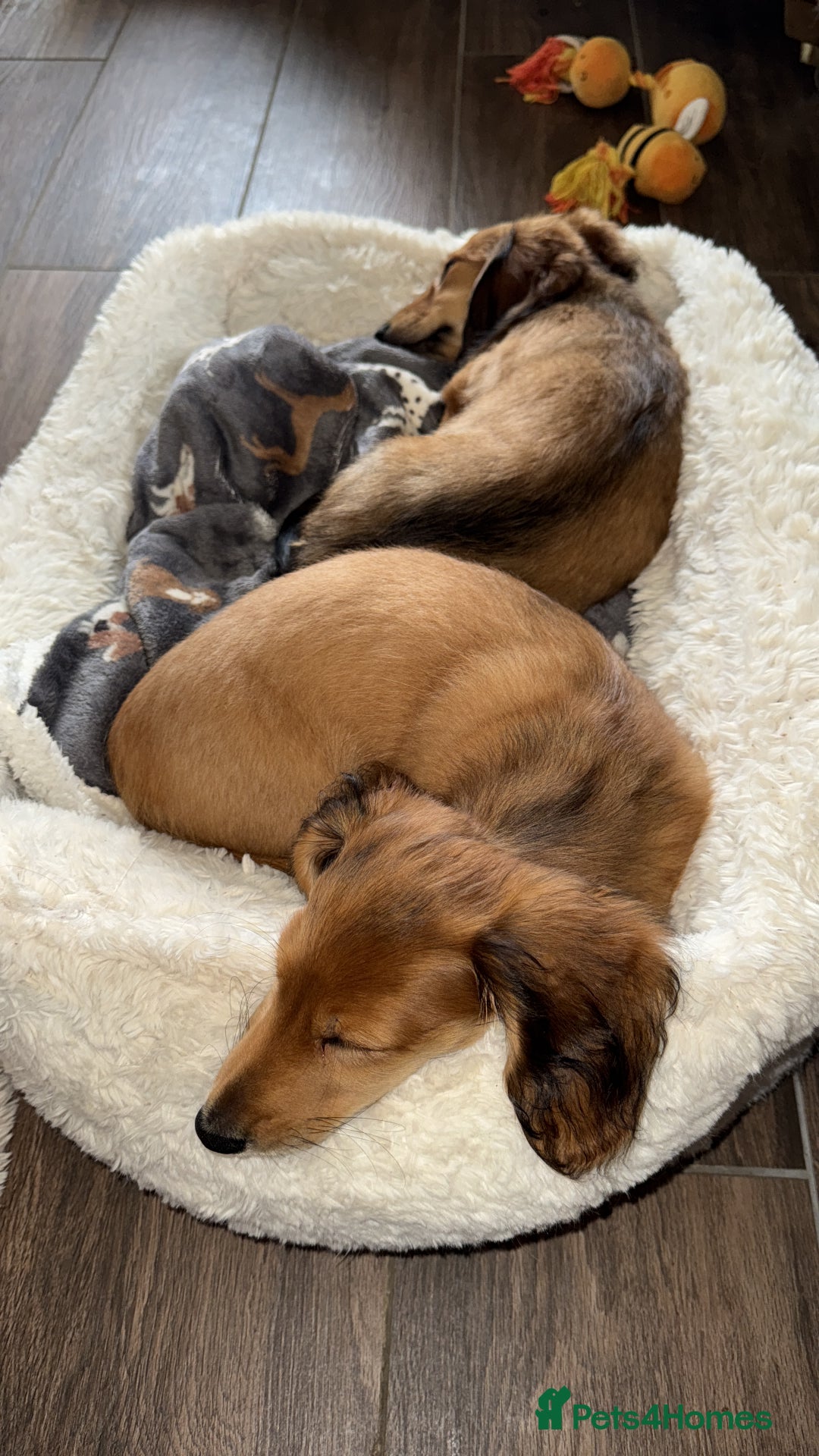 Miniature Dachshund dogs for sale:  REDUCED ready to go Kc reg red LH min dachshunds  - Image 36