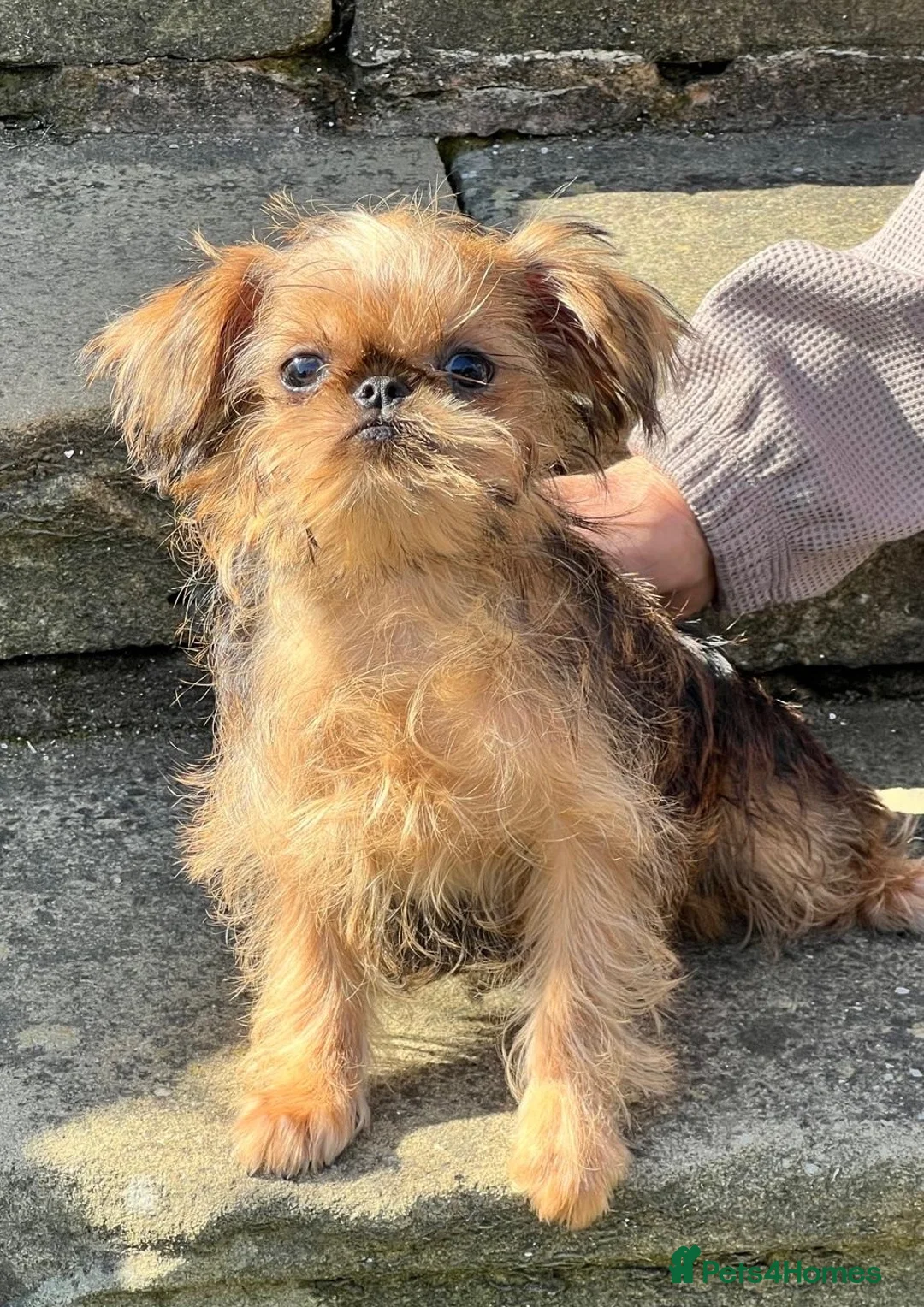 Griffon Bruxellois dogs for sale: Top Quality KC Reg Rough Coated Griffon Bruxellois - Advert 2