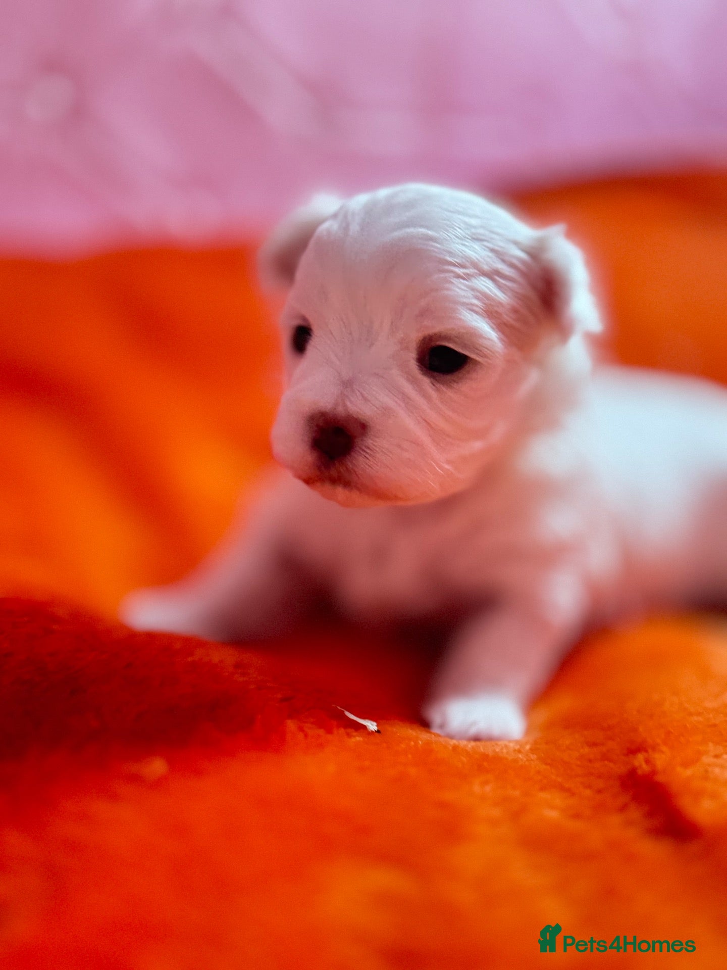 Maltese dogs for sale: 🐾💕 ADORABLE TINY PURE MALTESE - RESERVE NOW!  - Advert 1